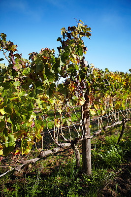 Buy stock photo An empty wine farm. Summer landscape with vineyards. Wine making concept. A sunny day on a wine farm. Nature background with a vineyard in autumn harvest. Closeup of vineyards in the summer season.