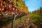 Rows in a vineyard