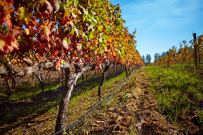 Buy stock photo Vineyard, landscape and farm for wine, grapes and growth of vines, plants and winery in countryside, nature with view and blue sky. Agriculture, sustainable farming or growing in Cape Town or autumn