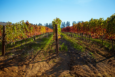 Buy stock photo Nature, sustainable and landscape of a vineyard with plants, greenery and trees for grapes. Agriculture, rural environment and bush of vines on an empty outdoor wine farm or winery in the countryside