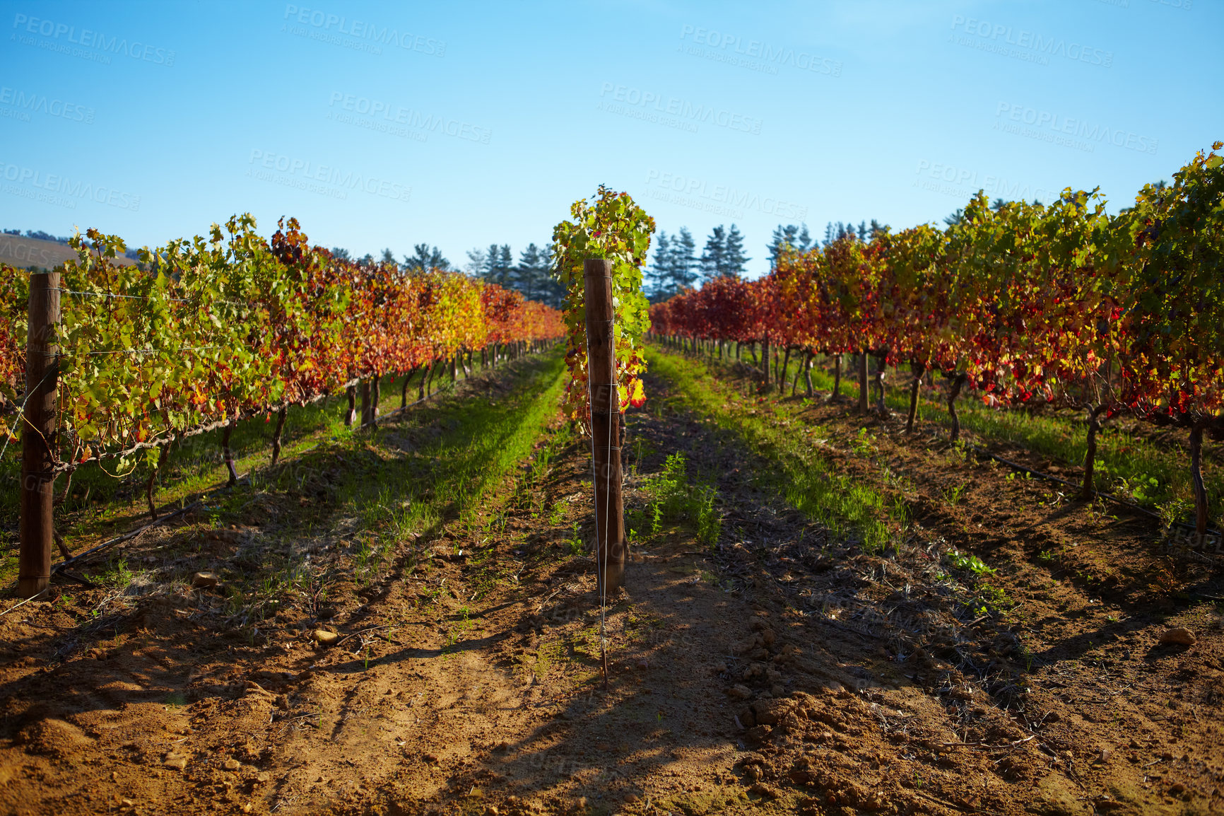 Buy stock photo Nature, sustainable and landscape of a vineyard with plants, greenery and trees for grapes. Agriculture, rural environment and bush of vines on an empty outdoor wine farm or winery in the countryside