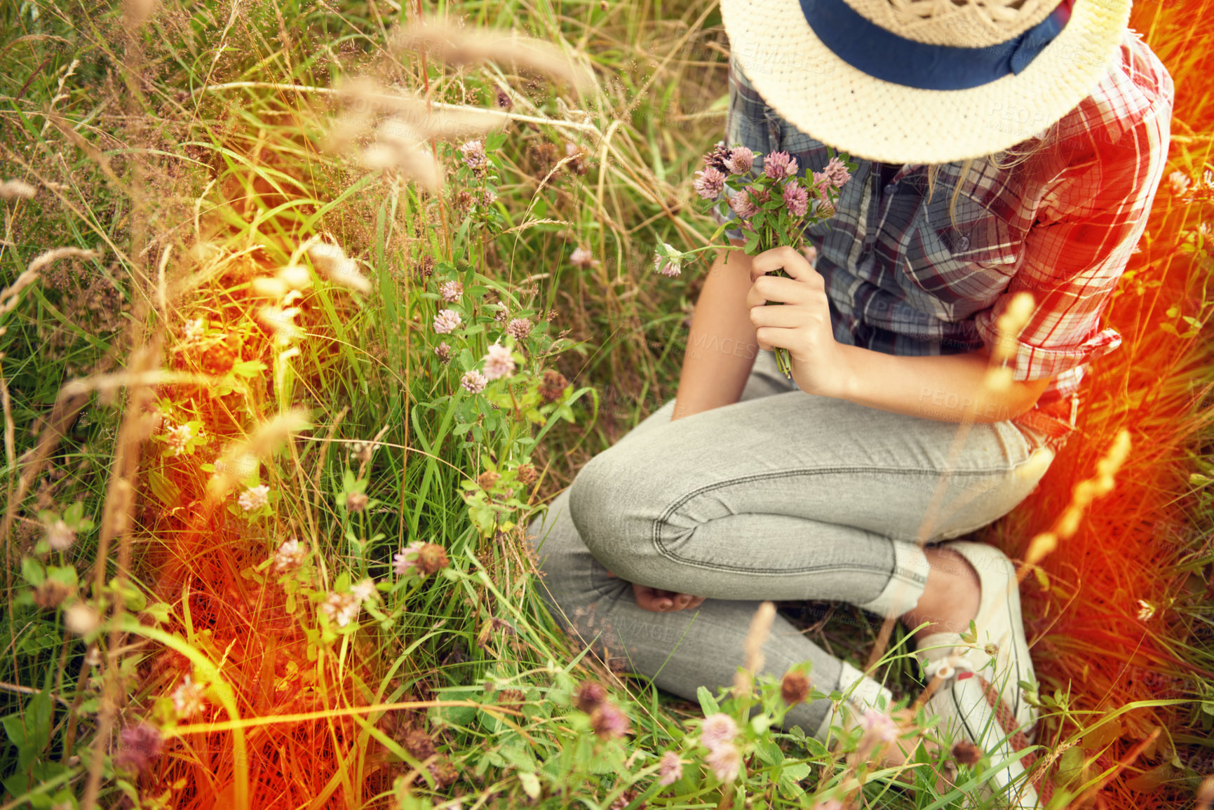 Buy stock photo Lens flare, field and woman picking flower in countryside for freedom, wellness and fresh air outdoors. Wildflowers, spring and hipster female person in meadow for relax or sustainability in nature