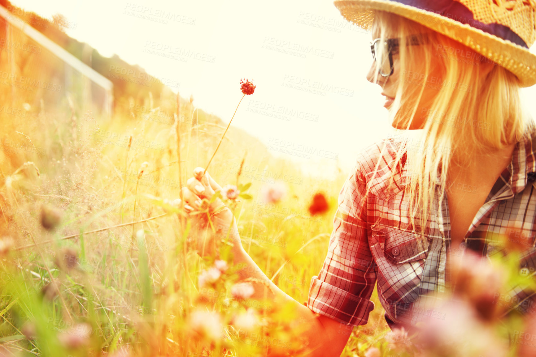 Buy stock photo Woman picking flower in field with lens flare for freedom, wellness and fresh air in countryside. Nature, summer and hipster female person in natural meadow for relax, sustainability and ecology