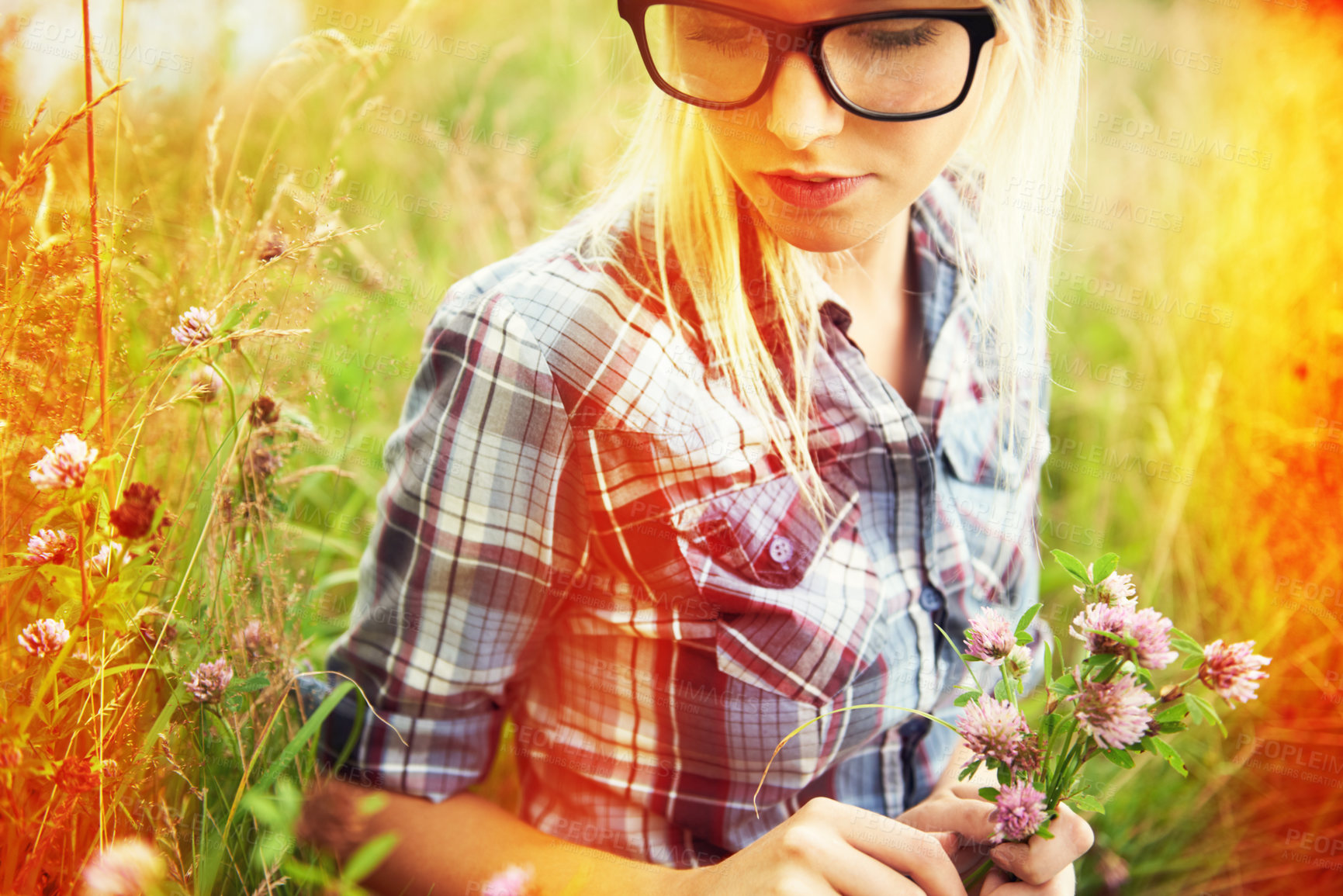 Buy stock photo Lens flare, spring and woman picking flower in countryside for freedom, wellness and fresh air outdoors. Nature, hipster and female person in natural meadow for sustainability and ecology in summer