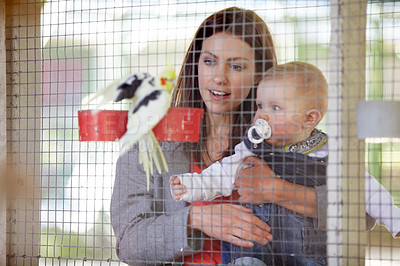 Buy stock photo Mother, holding and baby for show of bird, zoo or cage on farm for bonding, relationship or childhood. Woman, infant and looking at cockatiel with color for cognitive development, growth and care