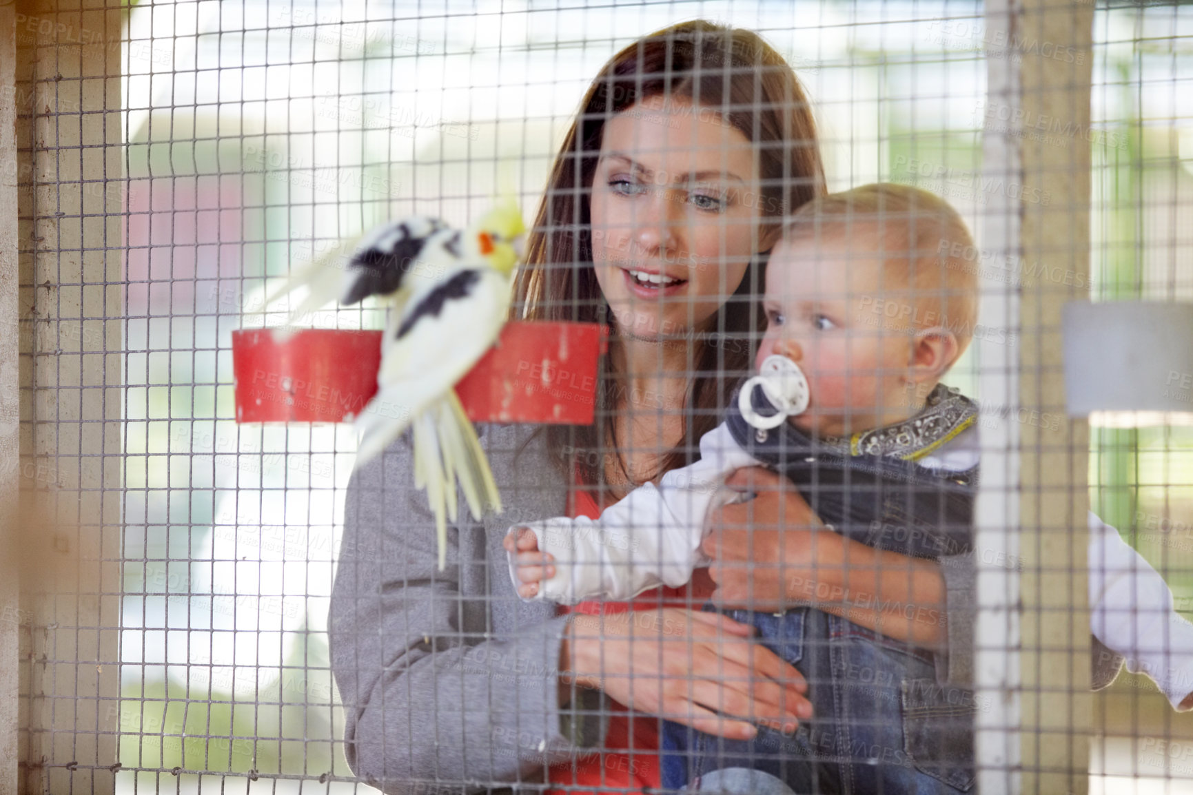 Buy stock photo Mother, holding and baby for show of bird, zoo or cage on farm for bonding, relationship or childhood. Woman, infant and looking at cockatiel with color for cognitive development, growth and care