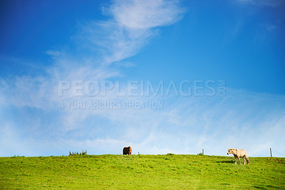Buy stock photo Blue sky, field and horses with nature, summer and environment with ecology, sustainable and peace. Countryside, animals and journey with adventure, grass and outdoor with stallion, freedom or spring