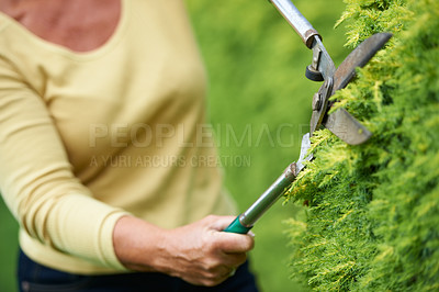 Buy stock photo Closeup, hands and landscaping with shears in garden, outdoors or backyard for greenery, plant or nature. Mature, female person and trim of hedge for peace, calm or relaxing activity in retirement