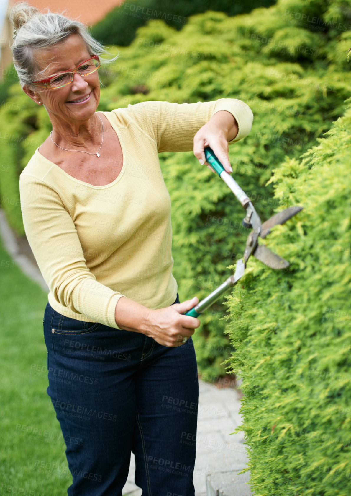 Buy stock photo Senior woman, garden hedge and scissors with smile for spring landscaping, nature and leaves in backyard. Elderly lady, plants and outdoor in summer for cleaning, growth and working in retirement