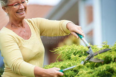 Buy stock photo Senior, happy woman and outdoors with shears in garden by landscaping of nature, plant or greenery. Elderly person, wrinkles and glasses with smile for tool, trim and hedge in retirement with care