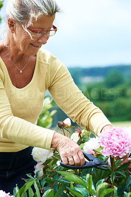 Buy stock photo A smiling senior woman pruning flowers outdoors in the garden