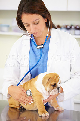 Buy stock photo Heart beat, nurse or dog at vet clinic for animal healthcare check up consultation for nursing inspection. Doctor, veterinary or sick bulldog pet or puppy in examination for medical test for help 