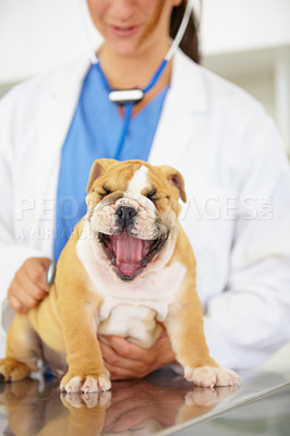 Buy stock photo Wellness, hands of doctor or dog in vet for animal healthcare check up consultation for nursing. Nurse, veterinary clinic or sick bulldog pet or tired puppy yawning in examination for medical test 