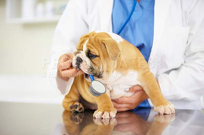 Buy stock photo Heartbeat, hands of nurse or dog in vet for animal healthcare check up consultation for nursing inspection. Doctor, veterinary or sick bulldog pet or puppy in examination for medical test for help 