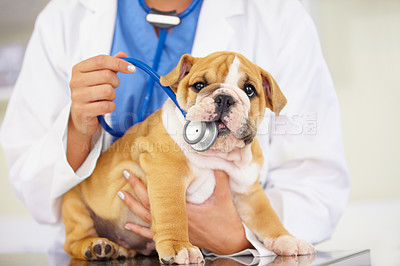 Buy stock photo Cropped shot of a vet trying to listen to a bulldog puppy's heartbeat