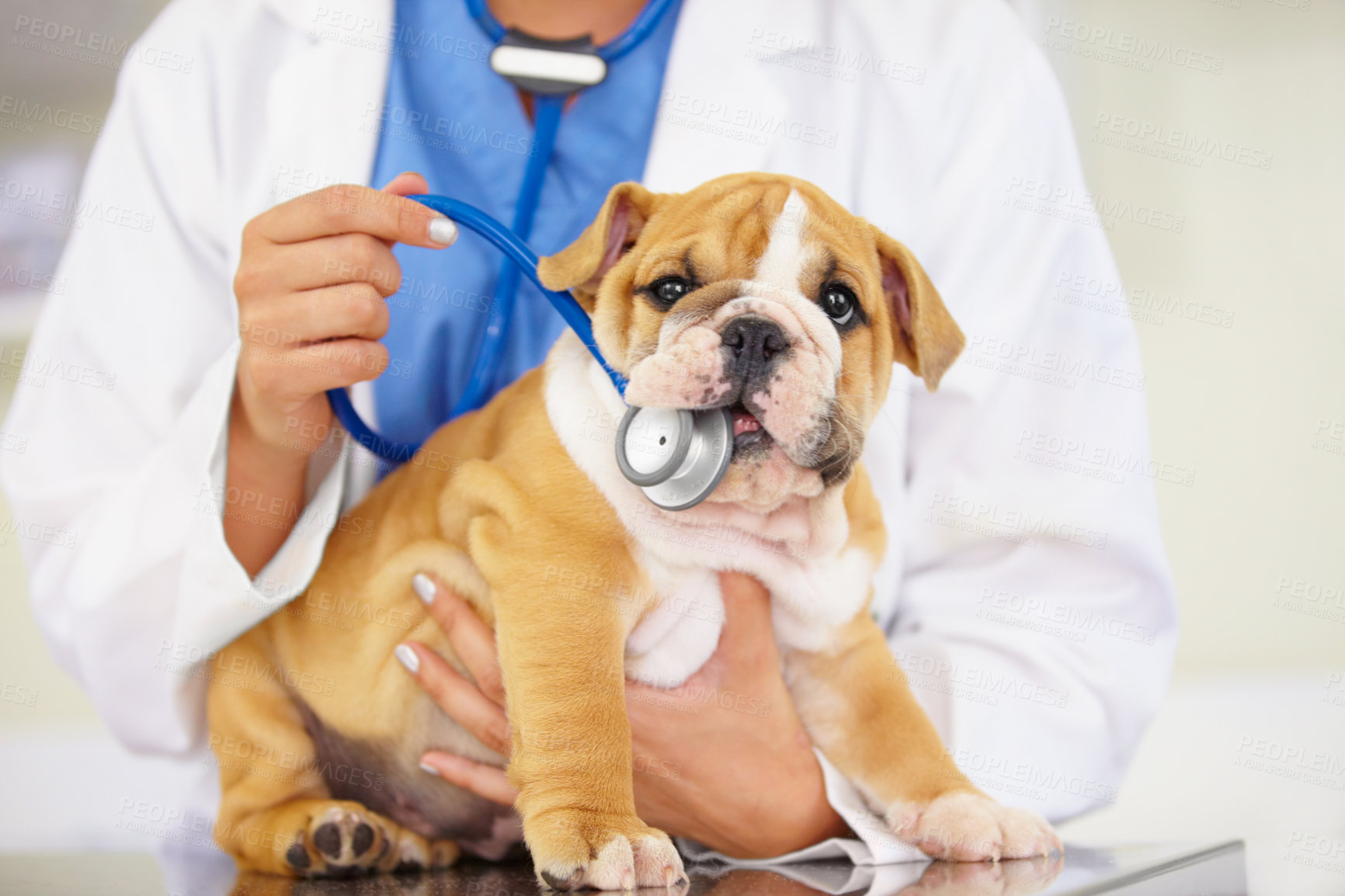 Buy stock photo Cropped shot of a vet trying to listen to a bulldog puppy's heartbeat