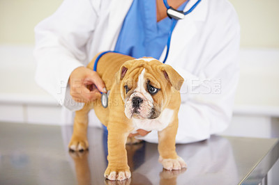 Buy stock photo Heart beat, hands of nurse or dog at veterinary clinic for animal healthcare checkup consultation. Inspection, doctor or sick bulldog pet or rescue puppy getting examination or medical test for help 