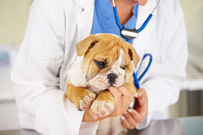 Buy stock photo Shot of a vet cradling a bulldog puppy over an examination table