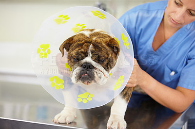 Buy stock photo Cone, doctor or dog at vet clinic for animal healthcare checkup in nursing consultation or inspection. Veterinary, nurse or sick bulldog pet or puppy getting examination or medical test for help 