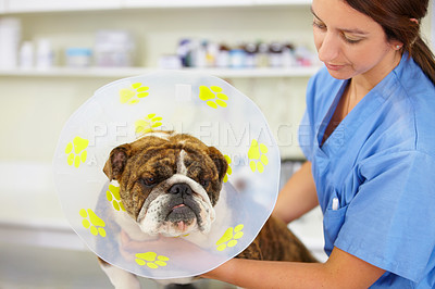 Buy stock photo Cone, nurse or dog at vet clinic for animal healthcare check up in nursing consultation or inspection. Veterinary, doctor or sick bulldog pet or puppy getting examination or medical test for help 