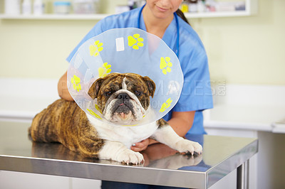 Buy stock photo Collar, doctor or dog at vet or animal healthcare check up in nursing consultation or clinic inspection. Cone, nurse or sick bulldog pet or puppy in examination or medical test for veterinary help 
