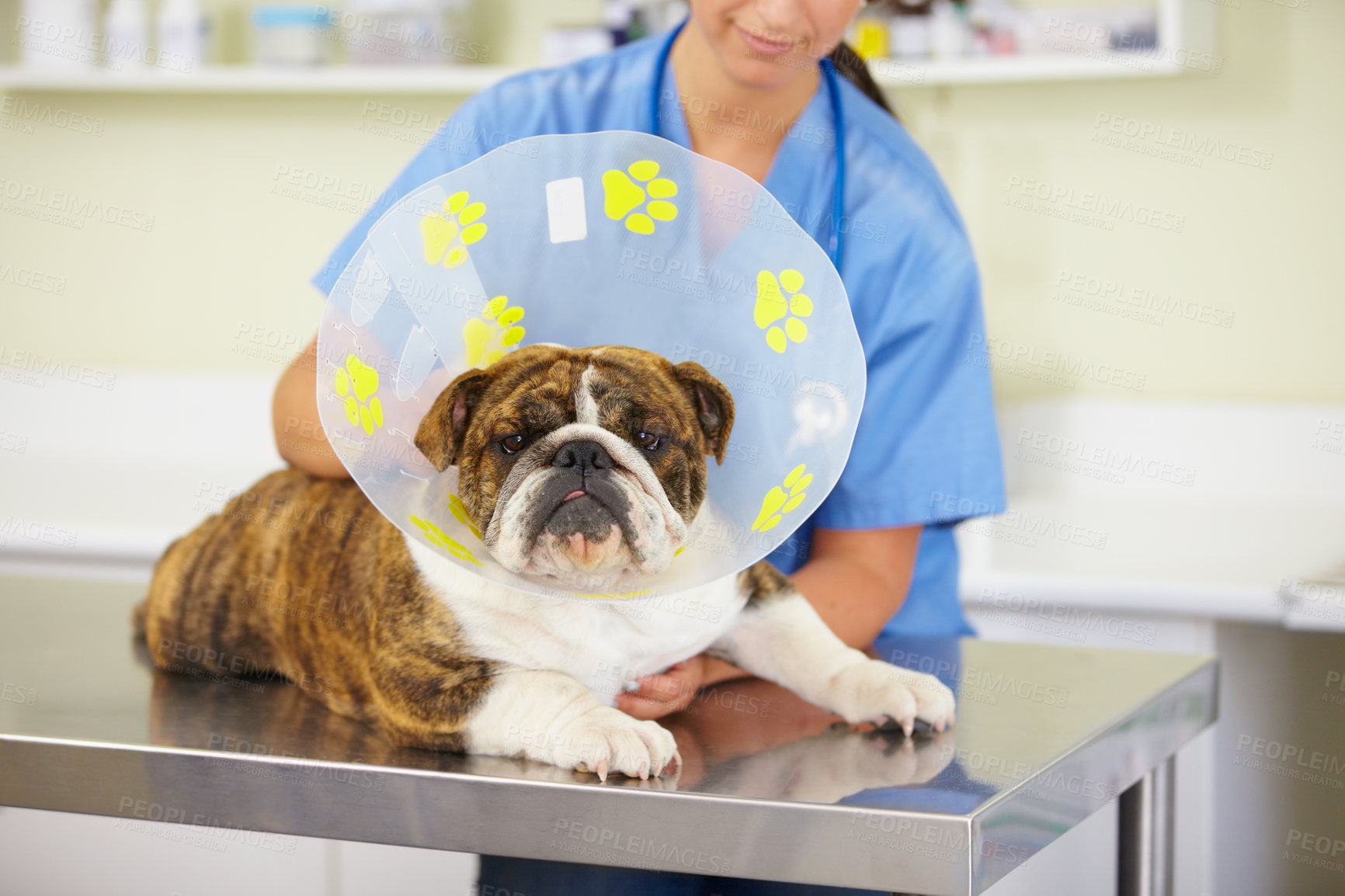 Buy stock photo Collar, doctor or dog at vet or animal healthcare check up in nursing consultation or clinic inspection. Cone, nurse or sick bulldog pet or puppy in examination or medical test for veterinary help 
