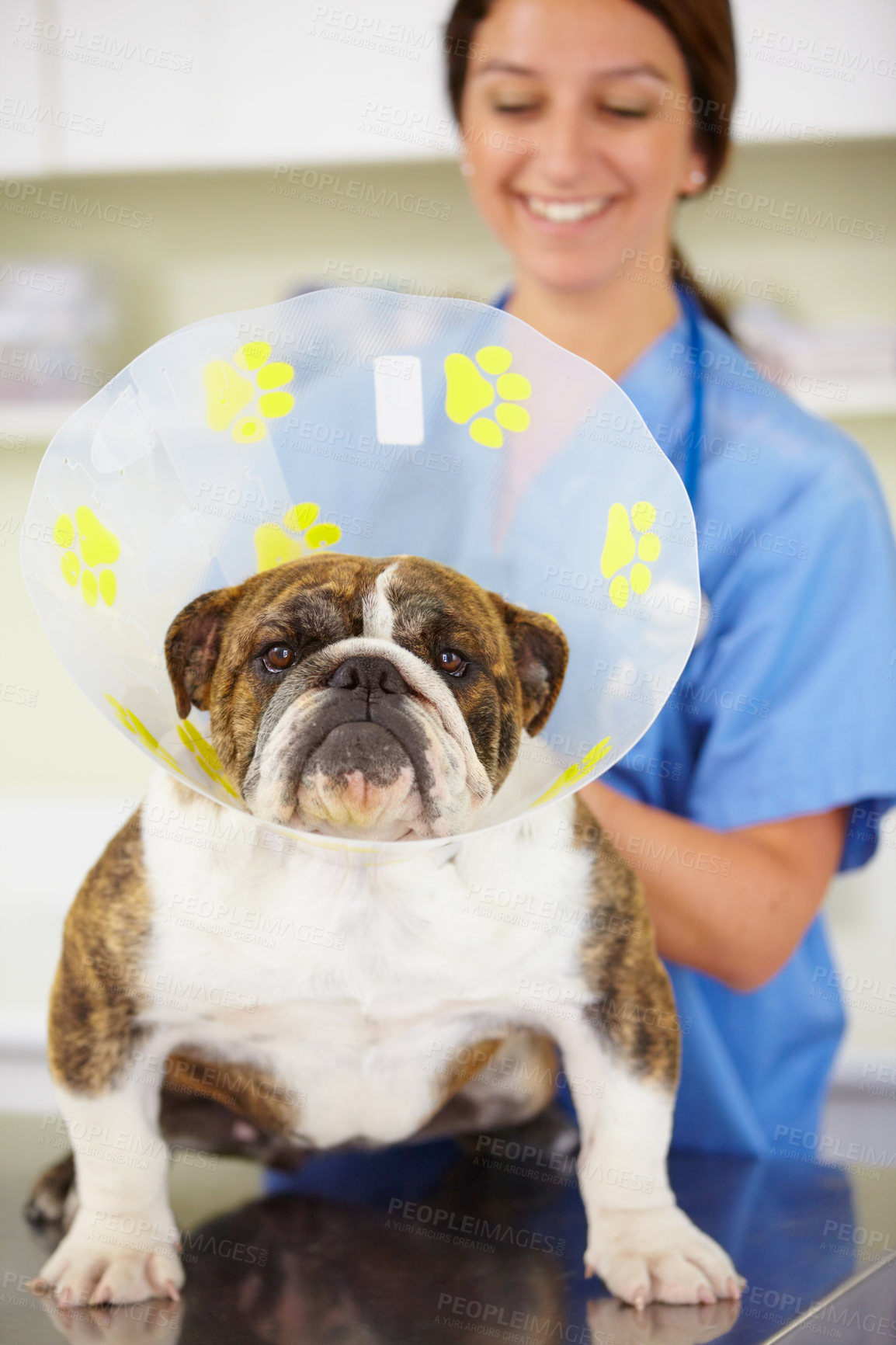 Buy stock photo Cone, face or dog at vet or animal healthcare check up in nursing consultation or clinic inspection. Collar, doctor or sick bulldog pet or puppy in examination or medical test for veterinary help