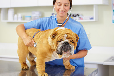 Buy stock photo Heartbeat, happy doctor or dog at vet or animal healthcare clinic check up in nursing consultation. Smile, friendly nurse or sick bulldog pet or puppy in examination or medical test for veterinary 