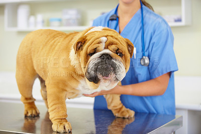 Buy stock photo Face, doctor or dog at vet or animal healthcare check up in nursing consultation or clinic inspection. Hands, nurse or sick bulldog pet or puppy in examination or medical test for veterinary help 