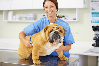 Buy stock photo Portrait of a young vet examining a large bulldog sitting on an examination table