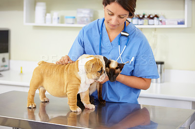 Buy stock photo Animal care, woman nurse with animals and at veterinary clinic for checkup. Healthcare or support at vet, female doctor with cat and dog for protection or medical test at hospital for results