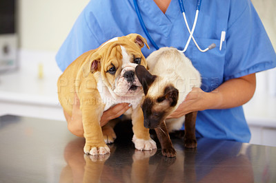 Buy stock photo Cropped shot of young female vet holding a bulldog puppy and a siamese kitten