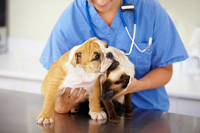 Buy stock photo Vet, woman and animals with care, health and clinic with shelter, medical and support with medicine. Closeup, female person and employee with a dog, cat and pets for checkup, veterinary and help