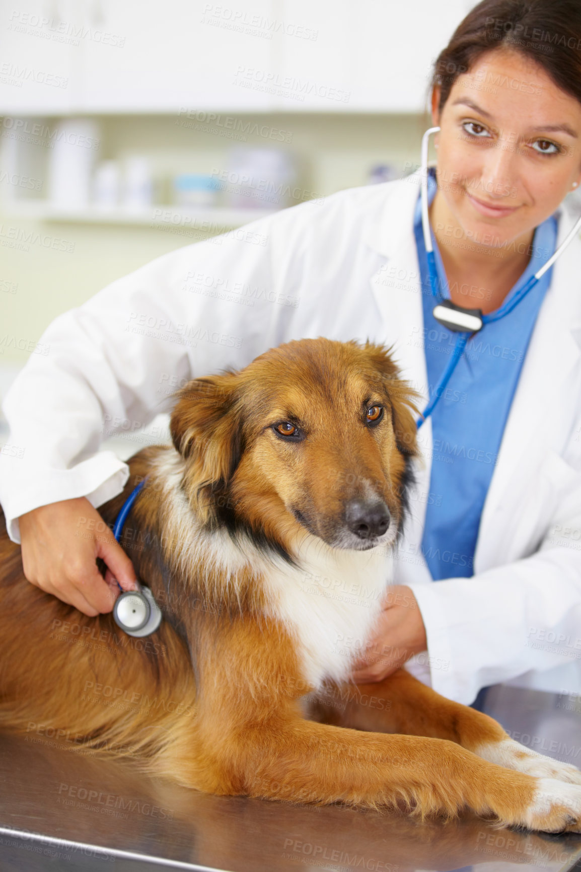 Buy stock photo Portrait of doctor, heartbeat or dog at veterinary clinic for animal healthcare checkup inspection or nursing. Nurse, face or sick rough collie pet or puppy in examination or medical test for help 