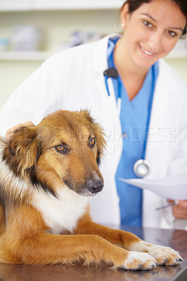 Buy stock photo Portrait of doctor, exam or dog at veterinary clinic for animal healthcare checkup inspection or prescription. Nurse, face or sick rough collie pet or puppy in examination or medical test for help 