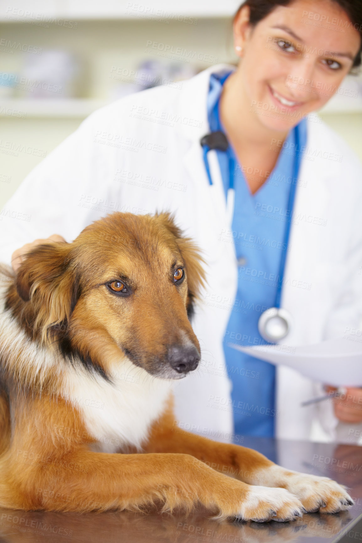 Buy stock photo Portrait of doctor, exam or dog at veterinary clinic for animal healthcare checkup inspection or prescription. Nurse, face or sick rough collie pet or puppy in examination or medical test for help 