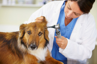 Buy stock photo Doctor, ear test or dog at veterinary clinic for animal healthcare checkup inspection or nursing. Nurse, hearing problem or sick rough collie pet or rescue puppy in medical examination for help 
