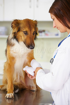 Buy stock photo Veterinarian, bandage or dog at veterinary clinic in an emergency healthcare inspection or accident. Doctor, helping or injured rough collie pet or rescue puppy in medical examination for leg injury