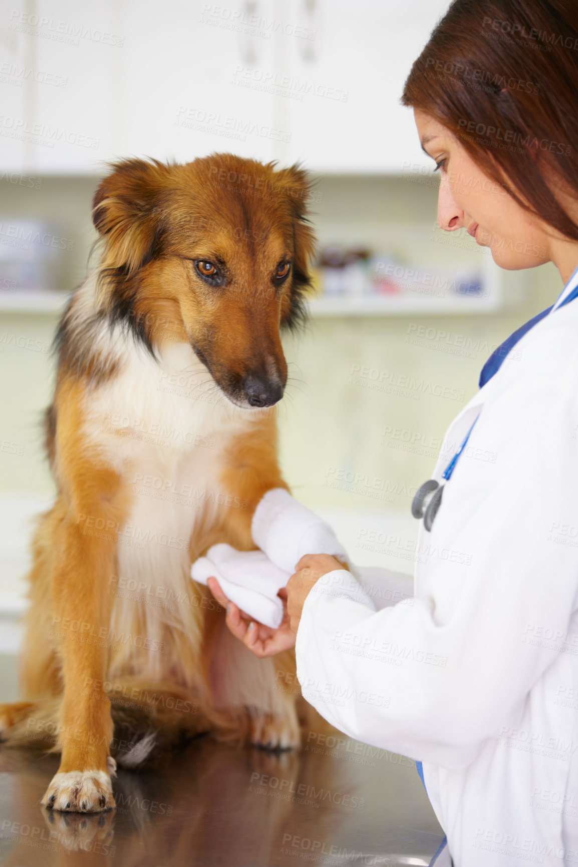 Buy stock photo Veterinarian, bandage or dog at veterinary clinic in an emergency healthcare inspection or accident. Doctor, helping or injured rough collie pet or rescue puppy in medical examination for leg injury