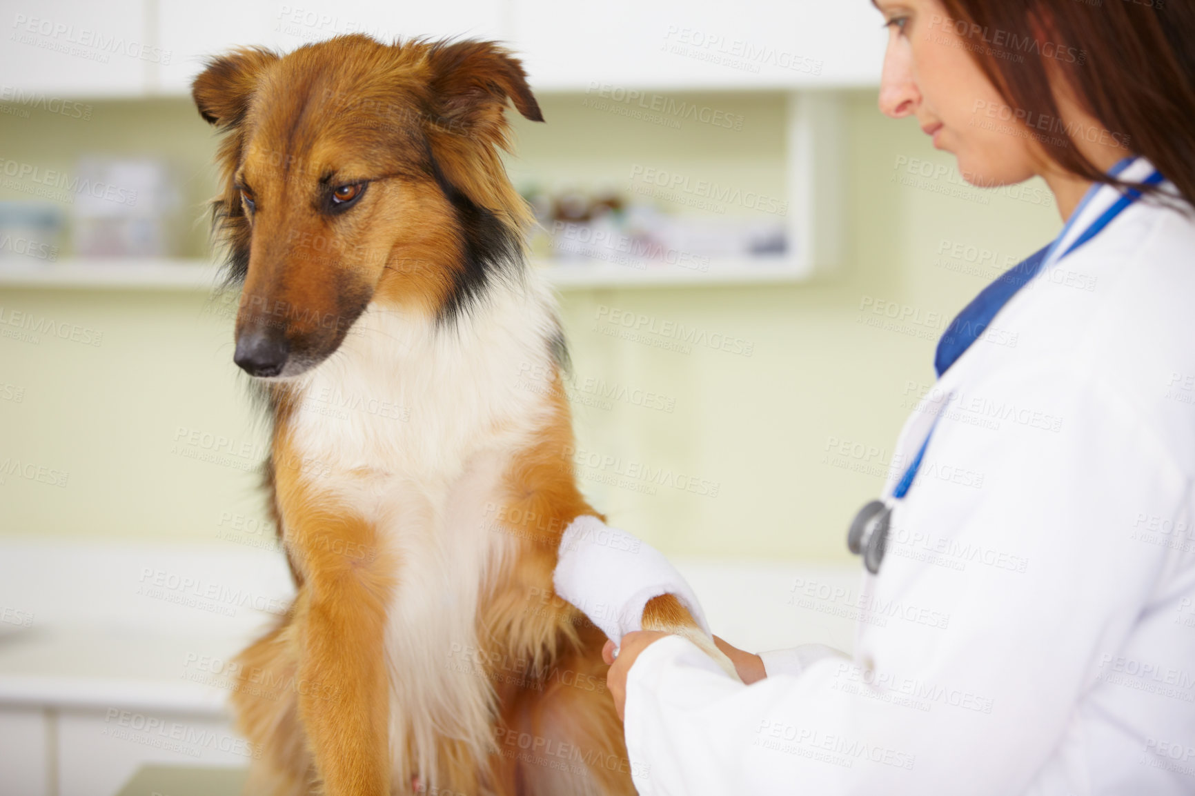 Buy stock photo Doctor, bandage or dog at veterinary clinic in an emergency healthcare inspection or accident. Veterinarian, helping or injured rough collie pet in medical examination for a broken leg or paw injury