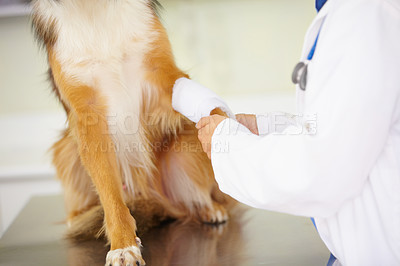 Buy stock photo Hands of veterinarian, bandage or dog at veterinary clinic in an emergency healthcare inspection or accident. Doctor, helping or injured pet in medical examination for a broken leg bone or paw injury