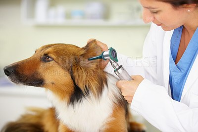 Buy stock photo Veterinarian, ear test or dog at veterinary clinic for animal healthcare checkup inspection or nursing. Doctor helping, hearing or sick rough collie pet or rescue puppy in medical examination service