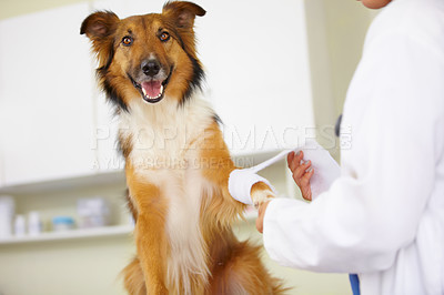 Buy stock photo Cropped shot of a vet bandaging up a collie's paw