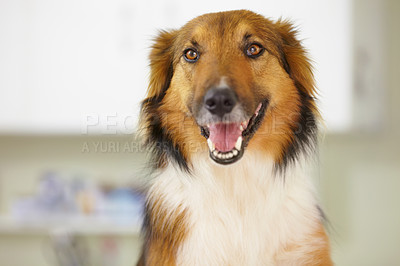 Buy stock photo Happy, Border Collie and portrait of dog at vet with health, wellness or insurance for pet. Dogs, face or animal in veterinary office, hospital or smile in clinic for vaccine and rescue from shelter