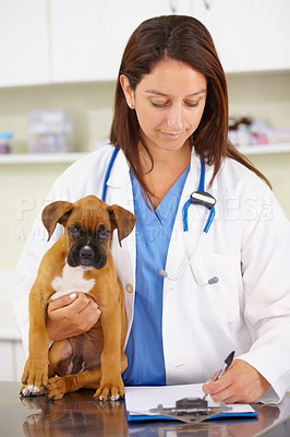 Buy stock photo Doctor, writing or dog at veterinary clinic for animal healthcare checkup inspection or prescription. Veterinarian, history or sick boxer pet or rescue puppy in medical examination test in office 