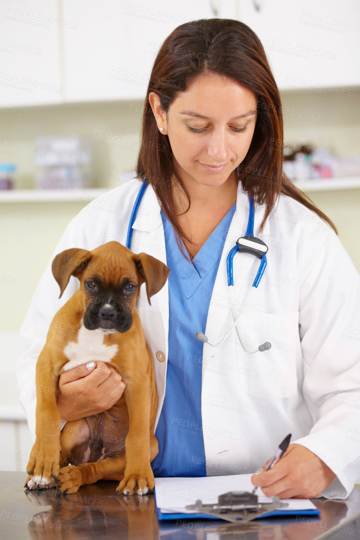 Buy stock photo Doctor, writing or dog at veterinary clinic for animal healthcare checkup inspection or prescription. Veterinarian, history or sick boxer pet or rescue puppy in medical examination test in office 