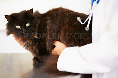 Buy stock photo Hands, doctor or cat in veterinary clinic or animal healthcare table for checkup in nursing consultation. Wellness, veterinarian or sick black Persian kitten or pet in examination or medical test 