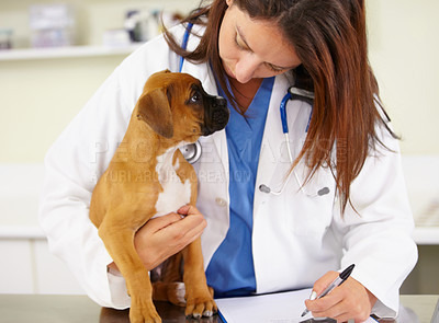 Buy stock photo Shot of a veterinarian examining a puppy on an examination table