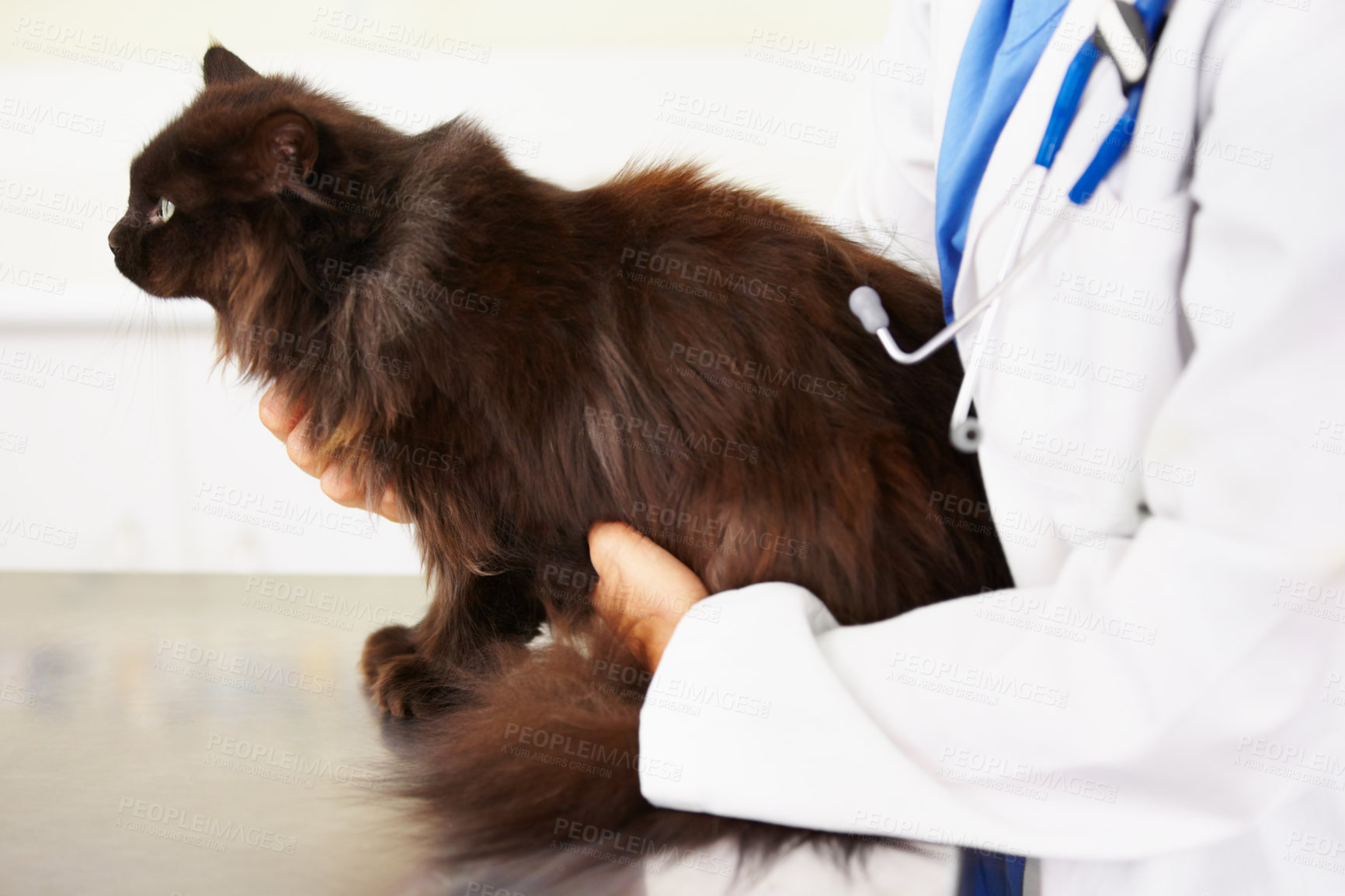 Buy stock photo Hands, veterinarian or cat in veterinary clinic or animal healthcare table for checkup in nursing consultation. Medical test, doctor or sick pet or black Persian kitten in veterinary examination 