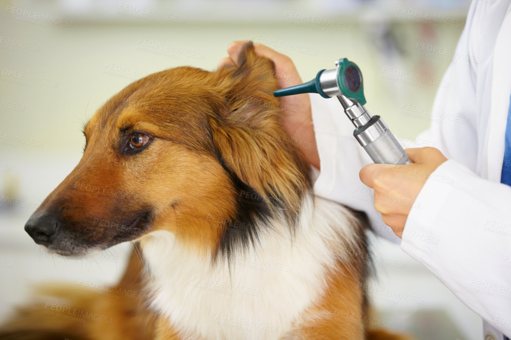 Buy stock photo Cropped shot of a veterinarian examining a dog's ear